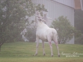 vit_alg_ipnaturfoto_se_varmland_white_moose_va258