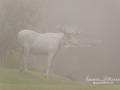 vit_alg_ipnaturfoto_se_weib_elch_white_moose_va260