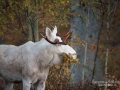 vit_alg_ipnaturfoto_se_weib_elch_white_moose_va337