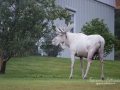 vit_alg_ipnaturfoto_se_white_moose_va254