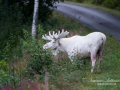 vit_alg_ipnaturfoto_se_whitemoose_sweden_va246