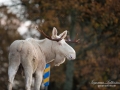 vit_alg_ipnaturfoto_se_whitemoose_sweden_va_spiritmoose_340