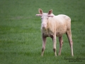 vit_alg_ipnaturfoto_se_whitemoose_sweden_va_spiritmoose_362