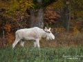 vit_alg_leucism_albino_spirit_moose_vitalg_whitemoose_elch_alces_ingemar_pettersson_bohuslan_va346