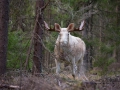 vit_alg_moose_alces_elch_ipnaturfoto_se_va277