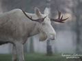 vit_alg_moose_white_moose_sago_alg_ipnaturfoto_va341