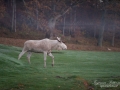 vit_alg_spirit_moose_fairway_white_moose_ingemar_pettersson_tjur_ipnaturfoto_se_golf_green_torreby_golf_player_va354