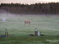 vit_alg_spirit_moose_white_moose_ingemar_pettersson_tjur_ipnaturfoto_se_golf_drivingrange_torreby_golf_player_va355