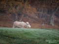 vit_alg_spirit_moose_white_moose_ingemar_pettersson_tjur_ipnaturfoto_se_golf_green_torreby_golf_player_va352