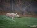 vit_alg_spirit_moose_white_moose_ingemar_pettersson_tjur_ipnaturfoto_se_golf_green_torreby_golf_player_va353