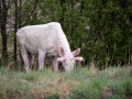 vit_alg_spirit_moose_white_moose_ingemar_pettersson_tjur_ipnaturfoto_se_leucism_albino_va489