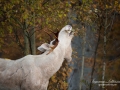 vit_alg_spirit_moose_white_moose_ingemar_pettersson_tjur_ipnaturfoto_se_va336