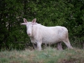 vit_alg_spirit_moose_white_moose_ingemar_pettersson_tjur_ipnaturfoto_se_va487