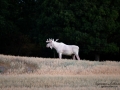 vit_alg_unicorn_white_moose_weißer_Elch_Sverige_munkedal_ipnaturfoto_se_va441