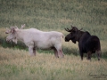 vit_alg_unicorn_white_moose_weißer_Elch_Sverige_naturfoto_ipnaturfoto_se_va426