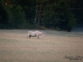 vit_alg_unicorn_white_moose_weißer_Elch_Sverige_naturfoto_ipnaturfoto_se_va432