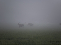 vit_alg_vitalg_elch_white_moose_spirit_moose_sagoalg_ipnaturfoto_se_munkedal_va423