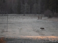 vit_alg_vitalg_white_moose_whitemoose_leucism_landskap_frost_ipnaturfoto_se_va485