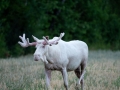 vit_alg_white_moose_elch_alces_hunting_pnaturfoto_se_va451