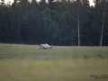 vit_alg_white_moose_elch_spirit_moose_vitalg_algtjur_klovvilt_ipnaturfoto_se_va503