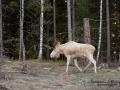 vit_alg_white_moose_ingemar_pettersson_ipnaturfoto_se_va269