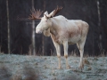 vitalg_whitemoose_alces_elch_ipnaturfoto_se_va288