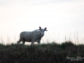 weißer_Elch_white_moose_ipnaturfoto_se_leucism_albino_vit_alg_va418