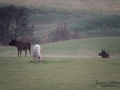 weißer_Elch_white_moose_vit_alg_ipnaturfoto_leucism_va419