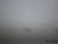 weißer_Elch_white_moose_vit_alg_jordbrukslandskap_dimma_ipnaturfoto_se_va424