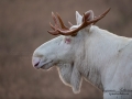 white_moose_alces_svensk_jakt_ipnaturfoto_leucism_albino_spiritmoose_moose_elch_ipnaturfoto_brunst_lock_alglock__va460