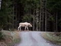 white_moose_elch_ipnaturfoto_se_vit_alg_va265