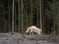 white_moose_elch_vit_alg_ipnaturfoto_se_va267