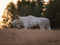 white_moose_motljus_spannmal_alces_svensk_jakt_ipnaturfoto_leucism_albino_spiritmoose_moose_elch_ipnaturfoto_se_va463