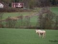 white_moose_sago_alg_vitalg_vit_alg_va403