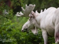 white_moose_spirit_moose_elch_alces_vitalg_vit_alg_va316