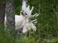 white_moose_spirit_moose_elch_vitalg_vit_alg_ingemar_pettersson_va317