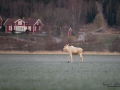 white_moose_vit_alg_ipnaturfoto_se_leucism_albino_va471