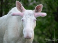 white_moose_vit_alg_leucism_albino_vitalg_whitemoose_ferdinand_sagoalg_unicorn_ipnaturfoto_se_va486