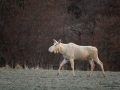 white_moose_vit_alg_leucism_elch_spirit_moose_unicorn_ipnaturfoto_se_algtjur_va474