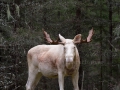 whitemoose_alces_elch_ipnaturfoto_se_va275