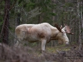 whitemoose_alces_ipnaturfoto_se_alg_elch_va282