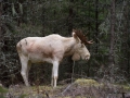 whitemoose_ipnaturfoto_se_ingemar_pettersson_alces_vit_alg_va276