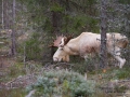 whitemoose_moose_elch_ingemar_pettersson_ipnaturfoto_se_va271