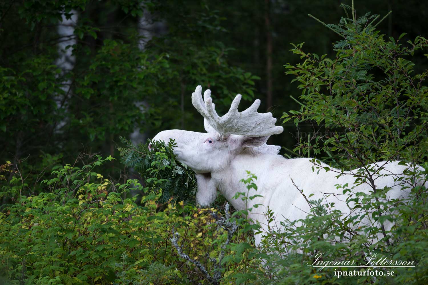 varmland_spiritmoose_leucism_albino_albinoalg_ipnaturfoto_se_sagoalg_enhorning_unicorn_ipnaturfoto_se_va323