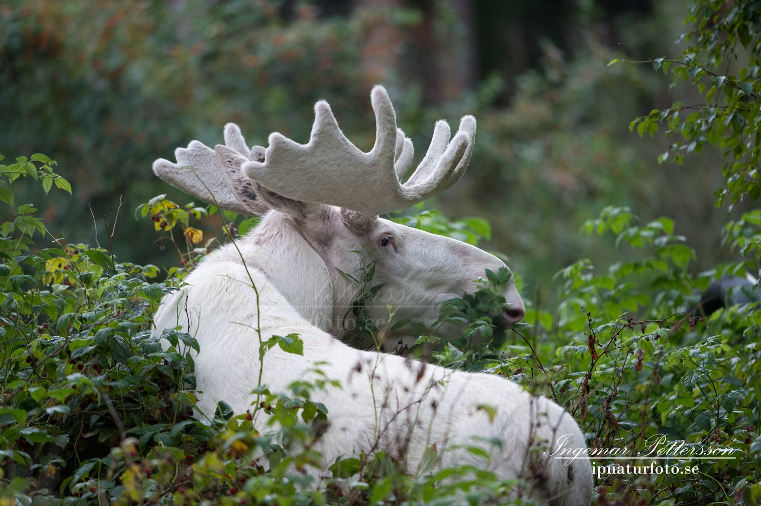 varmland_vit_alg_vitalg_spiritmoose_moose_sagoalg_white_moose_ipnaturfoto_se_va321