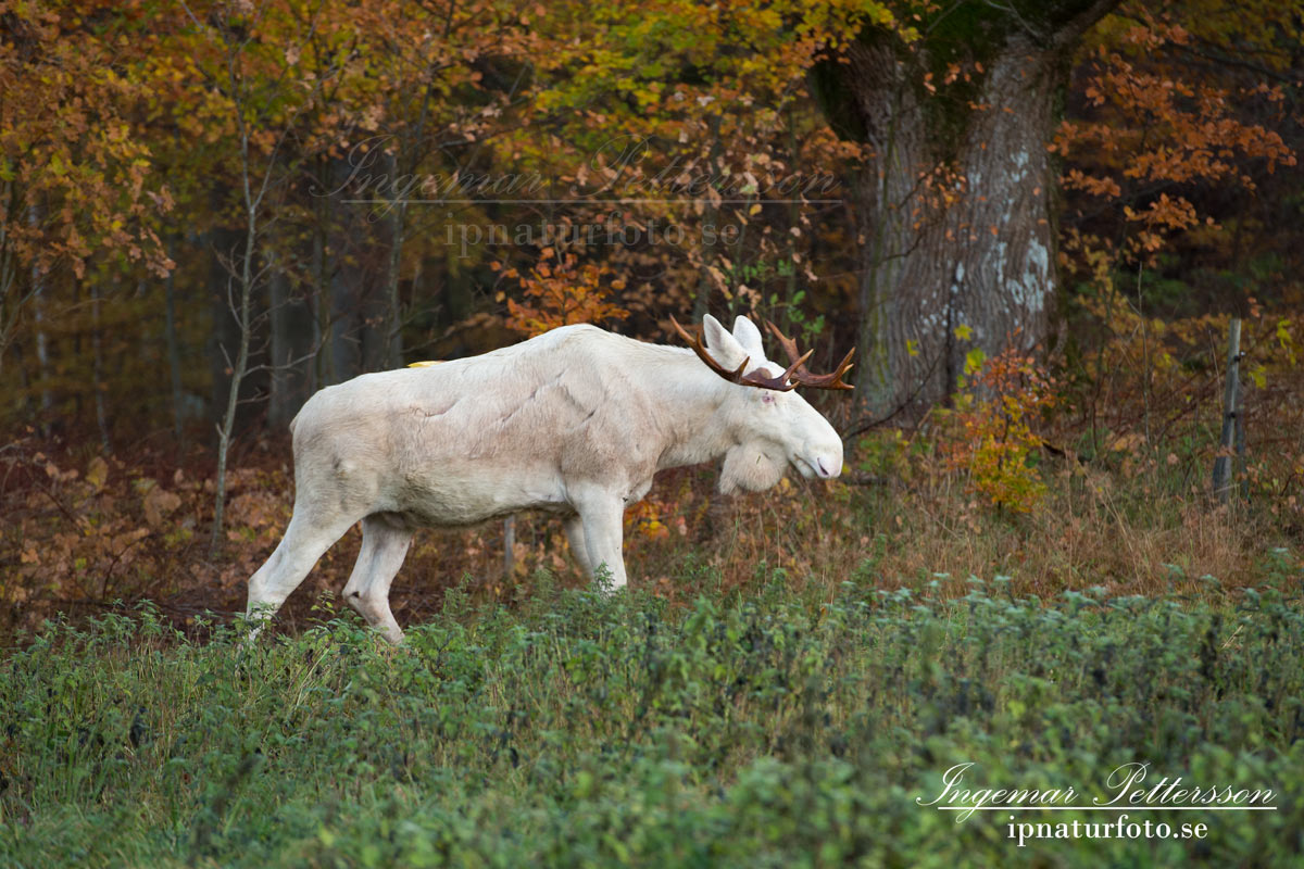 vit_alg_leucism_albino_spirit_moose_vitalg_whitemoose_elch_alces_ingemar_pettersson_bohuslan_va345
