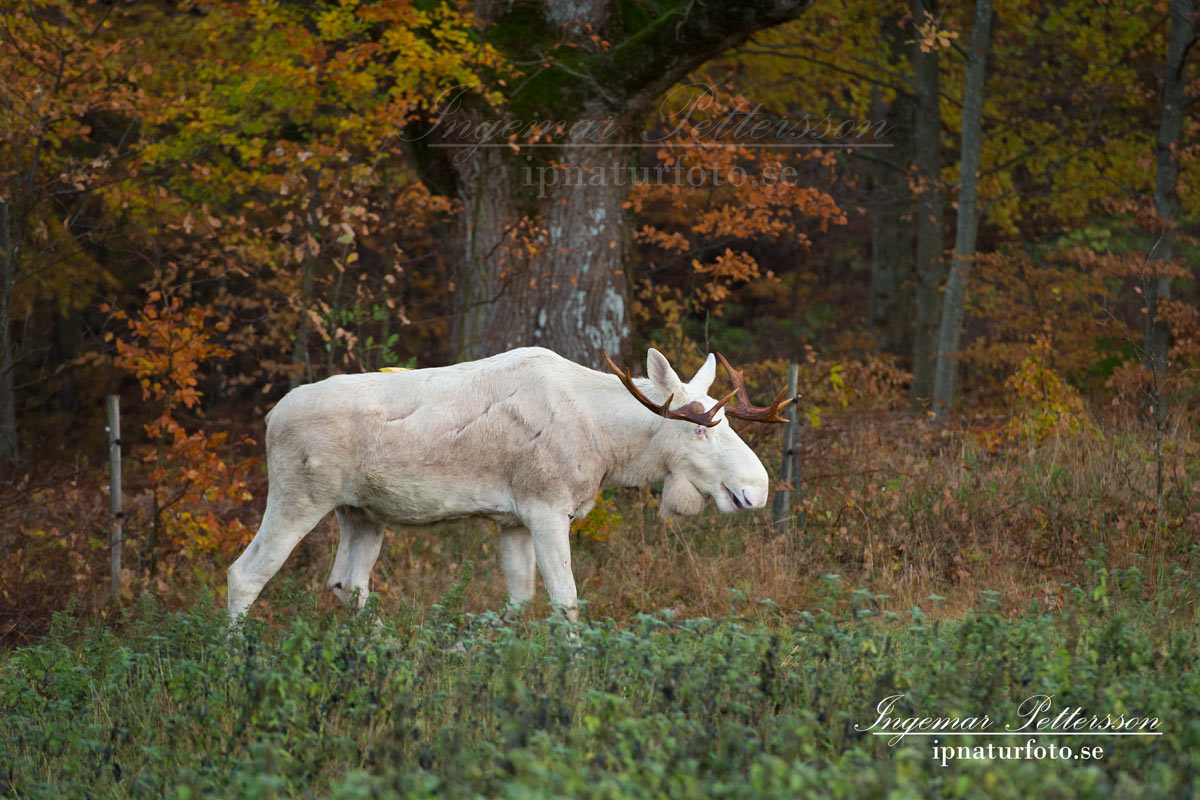 vit_alg_leucism_albino_spirit_moose_vitalg_whitemoose_elch_alces_ingemar_pettersson_bohuslan_va346