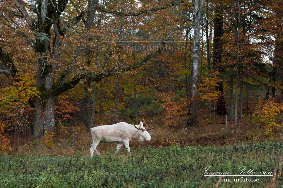 vit_alg_leucism_albino_spirit_moose_vitalg_whitemoose_elch_alces_ingemar_pettersson_bohuslan_va347