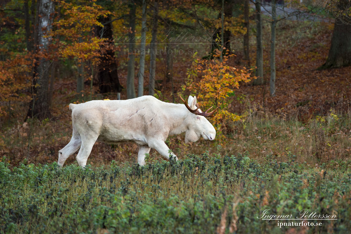 vit_alg_leucism_albino_spirit_moose_vitalg_whitemoose_elch_alces_ingemar_pettersson_bohuslan_va348