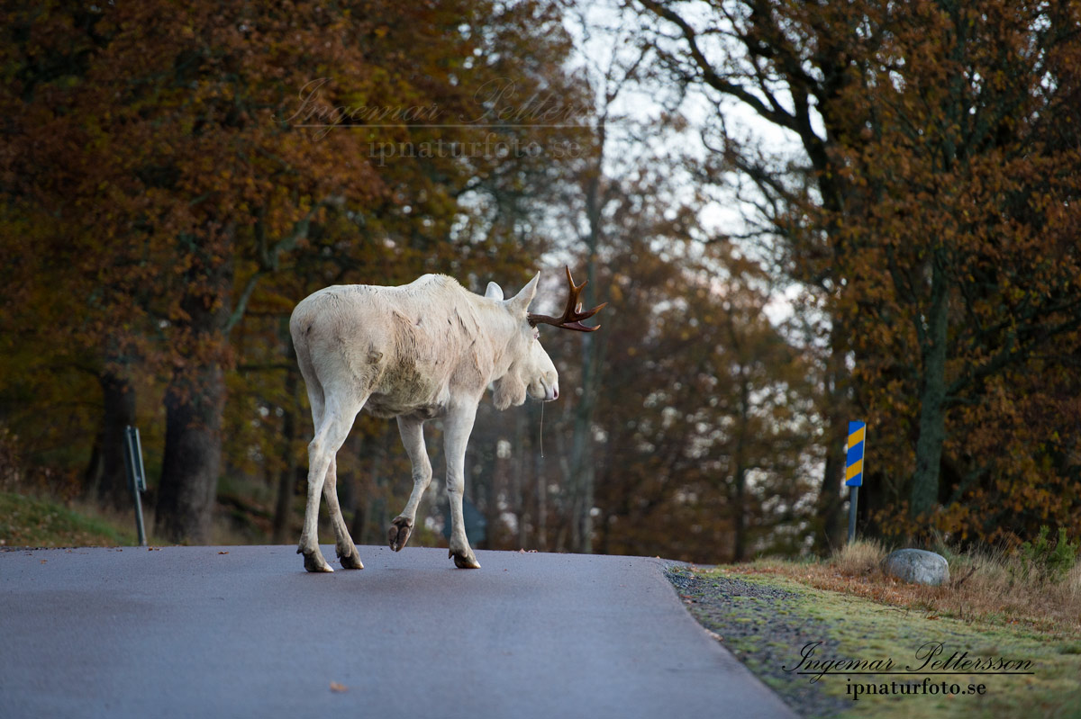 vit_alg_leucism_albino_spirit_moose_vitalg_whitemoose_elch_alces_ingemar_pettersson_bohuslan_va350